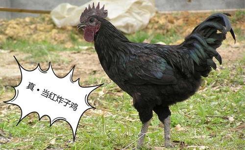 黑守瓜能给鸡吃吗有毒吗