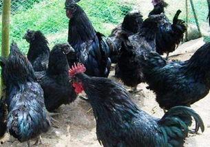 黑守瓜能给鸡吃吗有毒吗