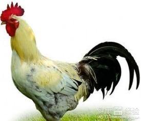 黑守瓜能给鸡吃吗有毒吗