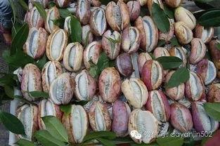 八月瓜黄肉黑籽可以吃吗,揭秘可食用之谜