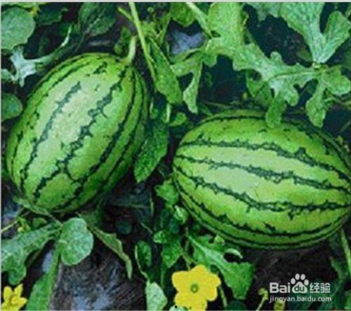 福建兄妹吃瓜黑料,揭秘吃瓜黑料背后的真相