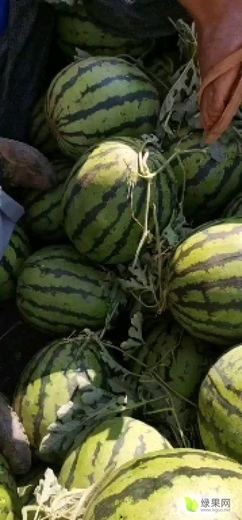 云南建水小瓜今日价格表,新鲜上市，实惠之选