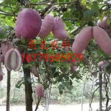 今日八月瓜价多少钱一斤,最新行情一览，一斤多少钱？”