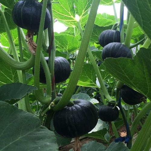 新发地贝贝瓜今日价格,价格行情一览”