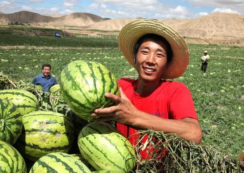 葫芦岛旱瓜今日价格,市场行情一览”