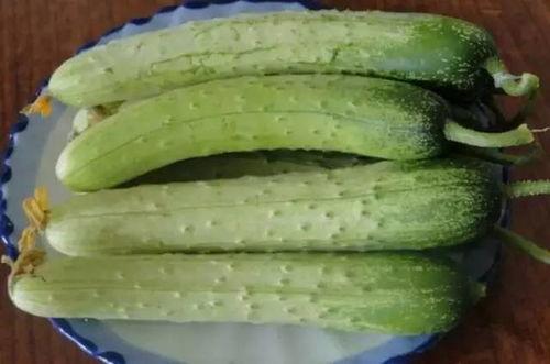 葫芦岛旱瓜今日价格,市场行情一览”