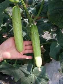 葫芦岛旱瓜今日价格,市场行情一览”