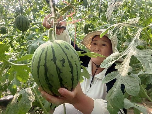 今日万邦小吊瓜叫价格