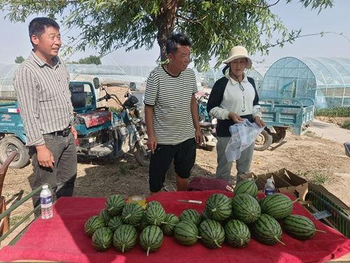 今日万邦小吊瓜叫价格