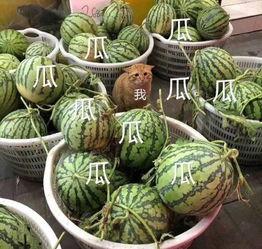 老六吃瓜曝光黑料在线一区,一区黑料事件真相大揭秘