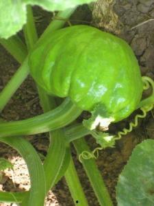 元谋今日叶瓜价格,今日行情一览