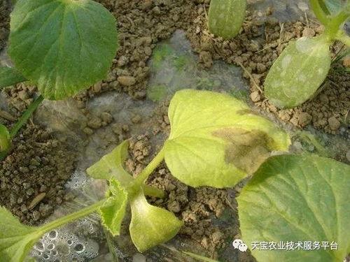 元谋今日叶瓜价格,今日行情一览