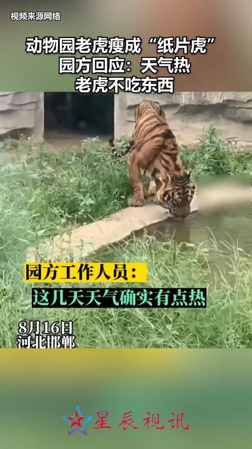 今日吃瓜老虎涧全集