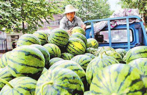 小吊瓜西瓜今日价