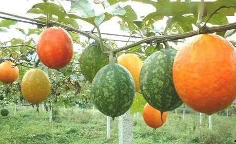 山东2k吊瓜今日价格,行情波动下的市场动态