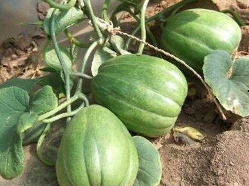 小圆瓜今日价格表最新图片