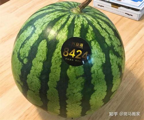 小圆瓜今日价格表最新图片