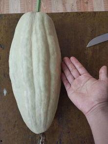 吃黑蜜瓜能吃中药吗有毒吗,有毒与否及注意事项