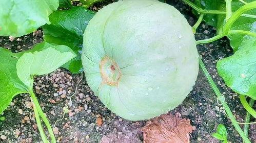 平远瓜今日价格