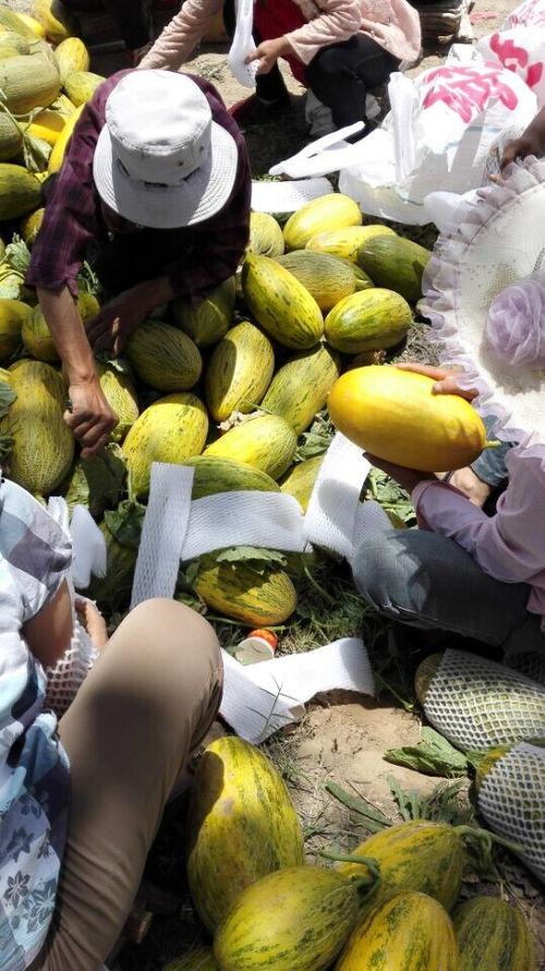 黄金蜜哈密瓜今日价格,市场行情解读”