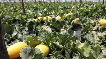 黄金蜜哈密瓜今日价格,市场行情解读”