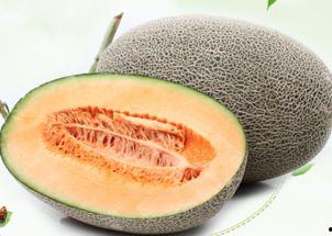 二瓜市场哈密瓜今日行情,品质佳价优，抢购正当时