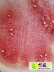 固镇大棚瓜今日价格,价格行情一览”