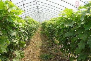 固镇大棚瓜今日价格,价格行情一览”