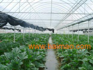 固镇大棚瓜今日价格,价格行情一览”