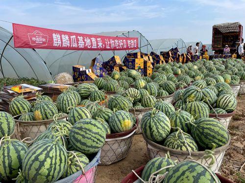 麒麟瓜多少钱一斤今日,一斤多少钱？