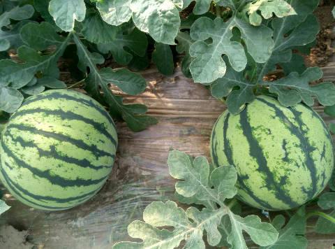 河南小白瓜今日行情