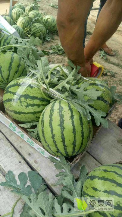 河南小白瓜今日行情