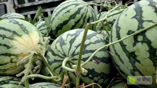 河南小白瓜今日行情