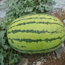 310硒砂瓜今日价格,价格行情一览”