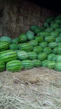 310硒砂瓜今日价格,价格行情一览”