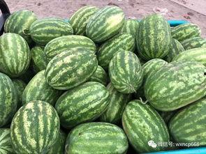 茄瓜价格今日价,市场行情一览”