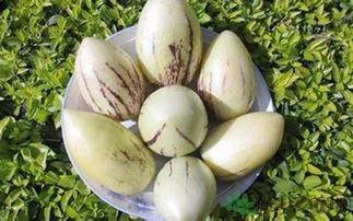 茄瓜价格今日价,市场行情一览”