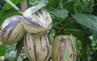 茄瓜价格今日价,市场行情一览”