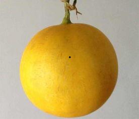 白兰瓜今日价格,市场动态一览