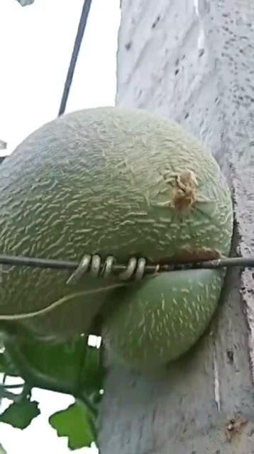 寿光哈密瓜今日价格,价格行情一览”