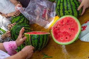 51吃瓜今日吃瓜视频,揭秘今日热门吃瓜视频背后的故事