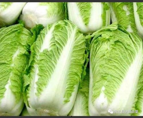 瓜茬大白菜今日头条,今日头条聚焦新型农业种植模式