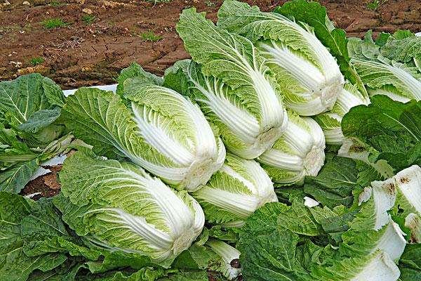 瓜茬大白菜今日头条,今日头条聚焦新型农业种植模式