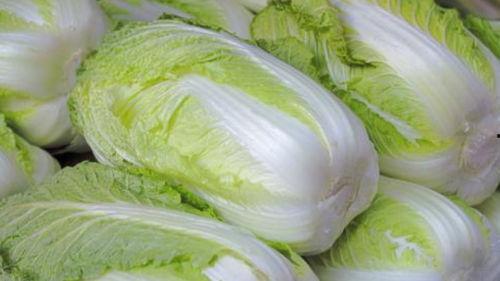 瓜茬大白菜今日头条,今日头条聚焦新型农业种植模式