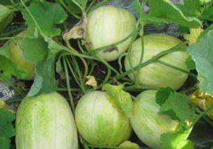 今日吃瓜最佳推荐是什么瓜,揭秘今日最佳推荐瓜种