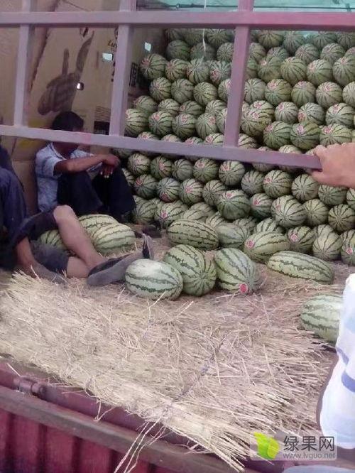全国今日麒麟瓜批发价,价格波动及市场动态一览”