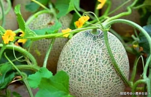 黑瓜吃料网张津渝夸克,揭秘美食背后的科技魅力