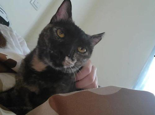 开猫50号黑波吃瓜,揭秘吃瓜背后的趣味与智慧