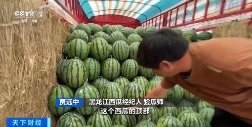 今日吃瓜必吃大瓜唐山花店,揭秘今日吃瓜必吃大瓜背后的花艺秘密