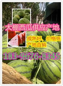 吊瓜产地行情今日最新消息,最新动态揭示价格走势与市场趋势